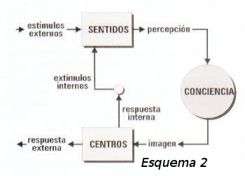 Archivo:Morfologia conciencia sentidos grafico.jpg