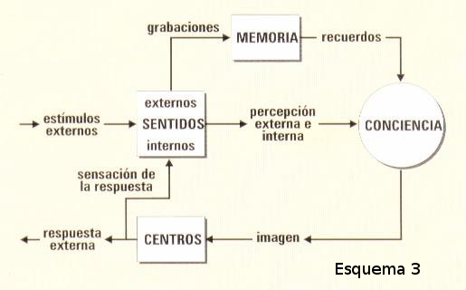 Archivo:Morfologia conciencia centros sentido memoria.jpg
