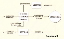 Morfologia conciencia centros sentido memoria.jpg